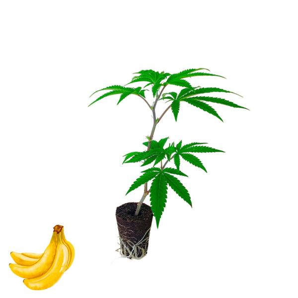 "Tropicanna Banana" Hanfsteckling