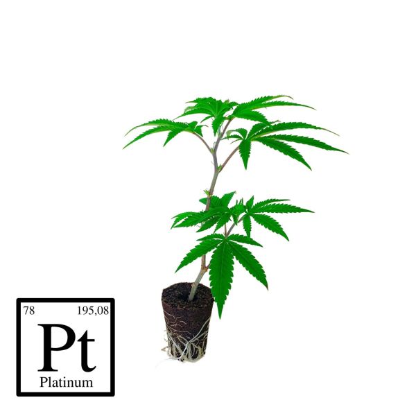 Platinum Jelly x Slurricane Cannabispflanze kaufen 
