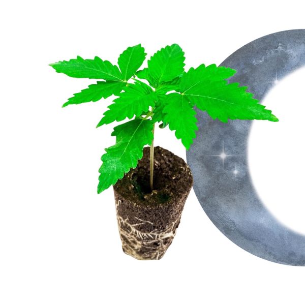 Cannabis Pflanze kaufen "Blue Dream"