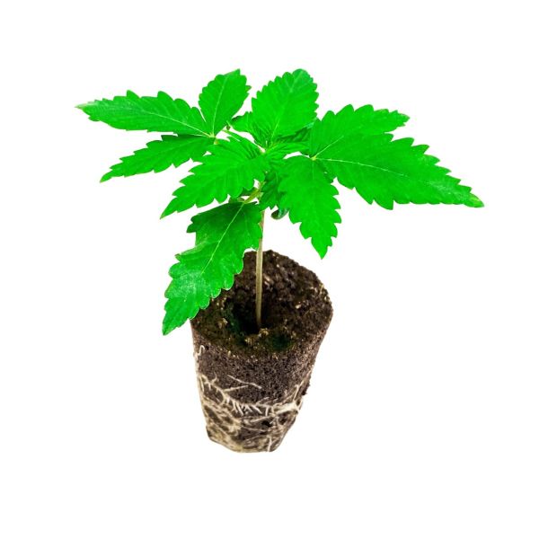 "Orange Bud" Cannabispflanze im Keil