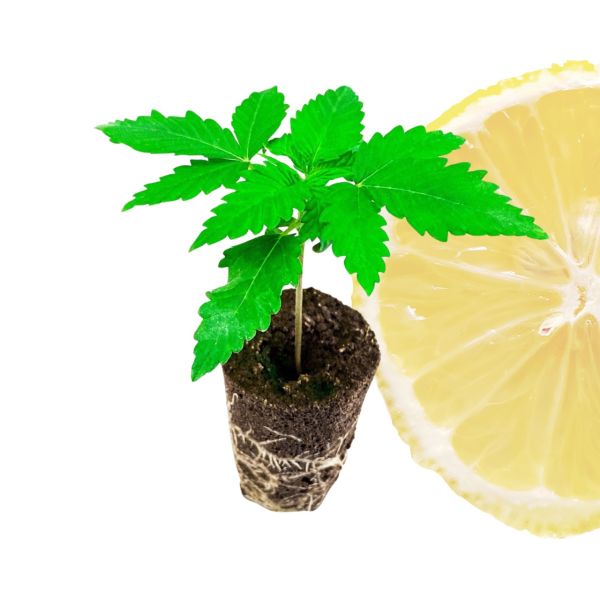 Lemon Haze Cannabispflanze kaufen