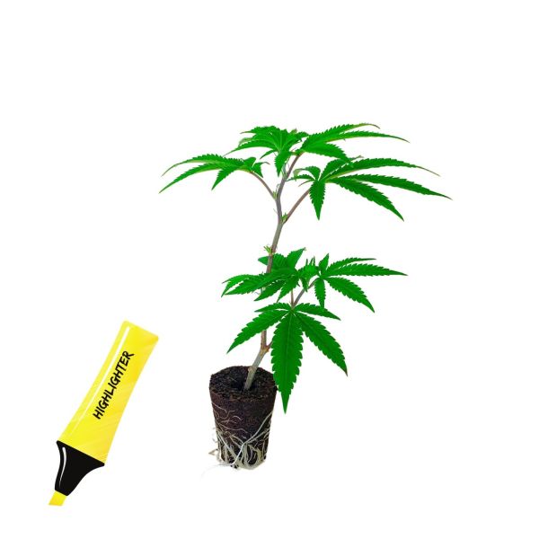 Permanent Marker Cannabispflanze kaufen 