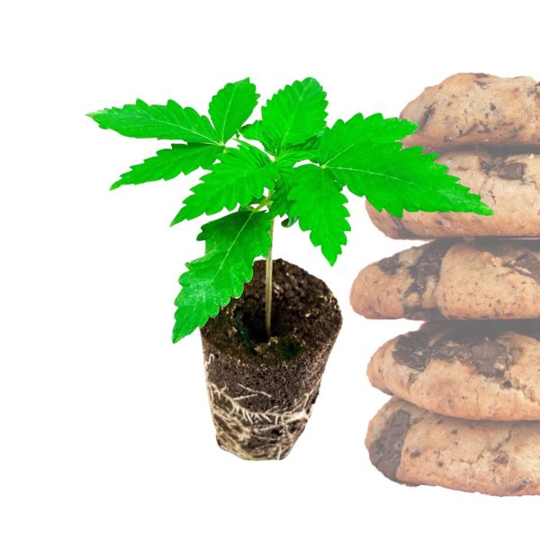 Durban Cookies Hanfpflanze kaufen