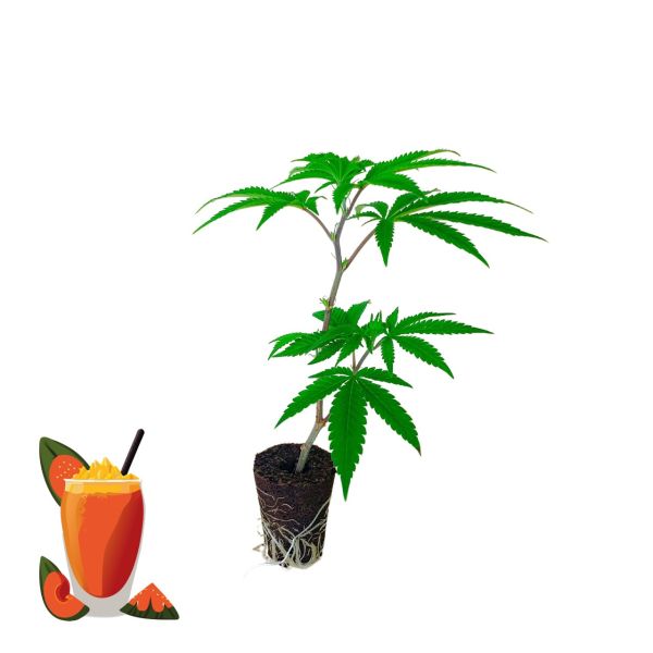 Papaya Punch Cannabispflanze kaufen 