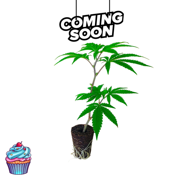 "Blueberry Cupcake" Hanfpflanze / Hanfsteckling