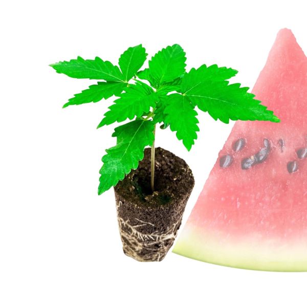 Hanfpflanze Watermelon Zkittlez (aus Hanfsamen)